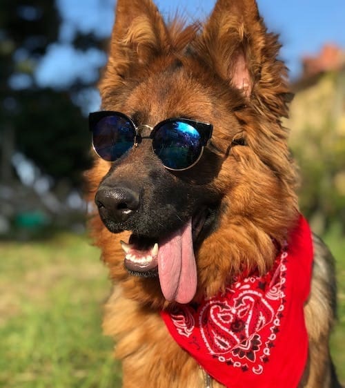 doggo